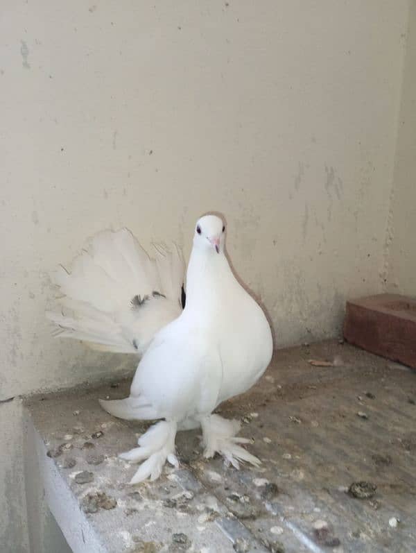 Lucky Kabootar Red Tail Male And White Female Breeder pair 3