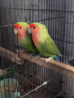 2 Love Birds Pair