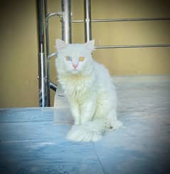 Adorable persian kitty for sale  … persian cat