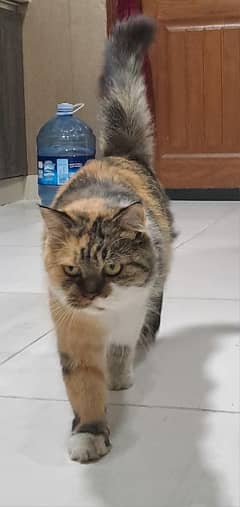 Calico cat 2 years 40,000