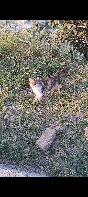 Calico cat 2 years 40,000 1