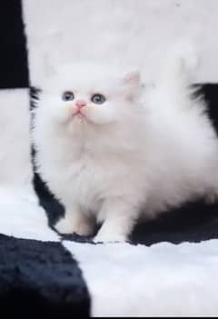 Persian Cat for sale my WhatsApp number 03238950275 0