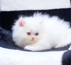 Persian Cat for sale my WhatsApp number 03238950275