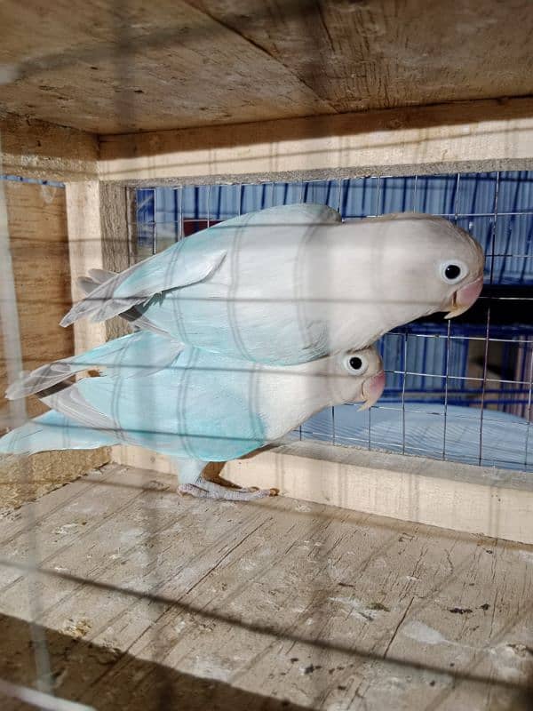 blue pestel love bird 0