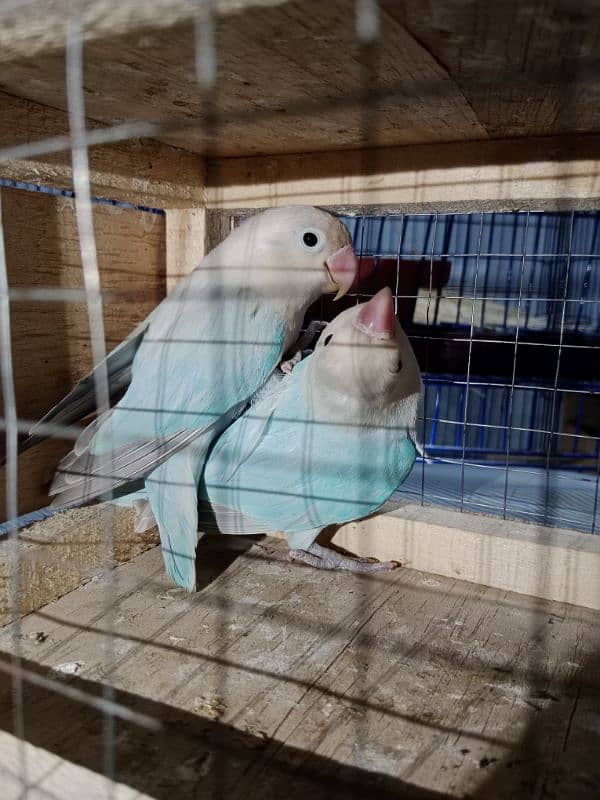 blue pestel love bird 2