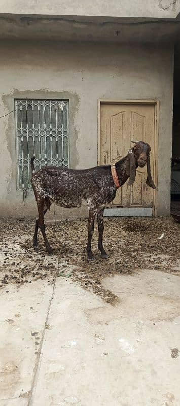 maki cheeni gabban bakri 0