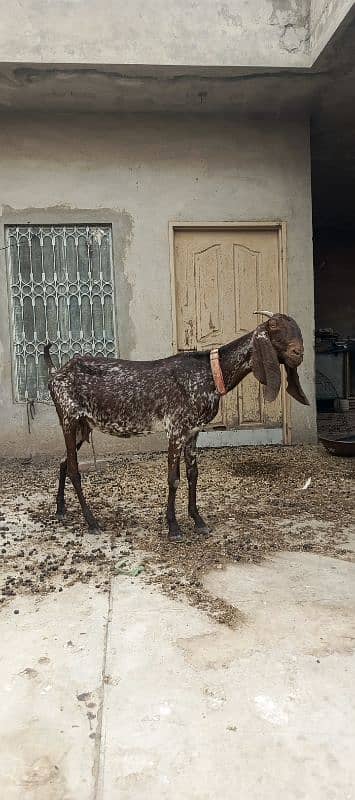 maki cheeni gabban bakri 1