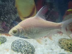 healthy ND ective pair red eyes (tinfoil bar)