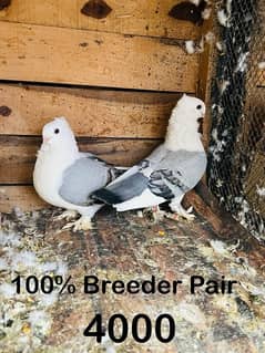 Sentient Breeder Pair , White Laky Breeder Pair , Black Laky, Pigeon