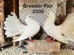 Sentient Breeder Pair , White Laky Breeder Pair , Black Laky, Pigeon