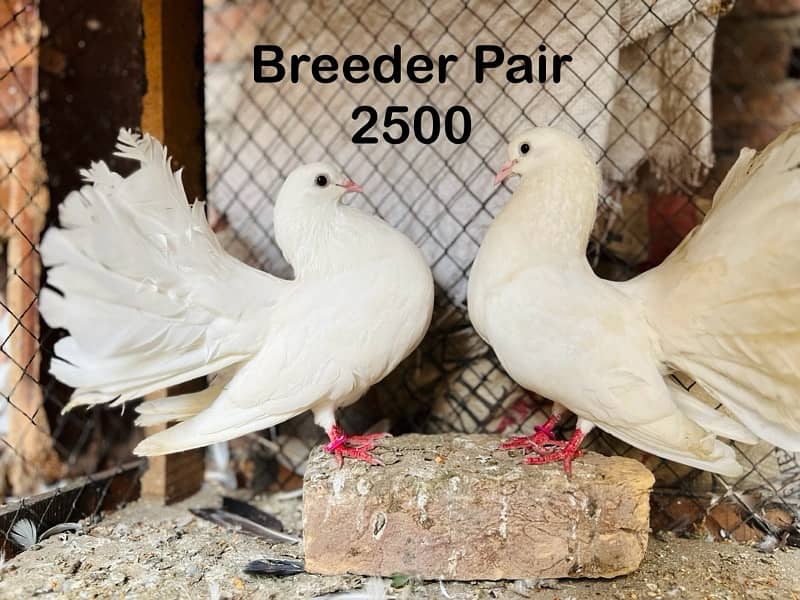 Sentient Breeder Pair , White Laky Breeder Pair , Black Laky, Pigeon 1