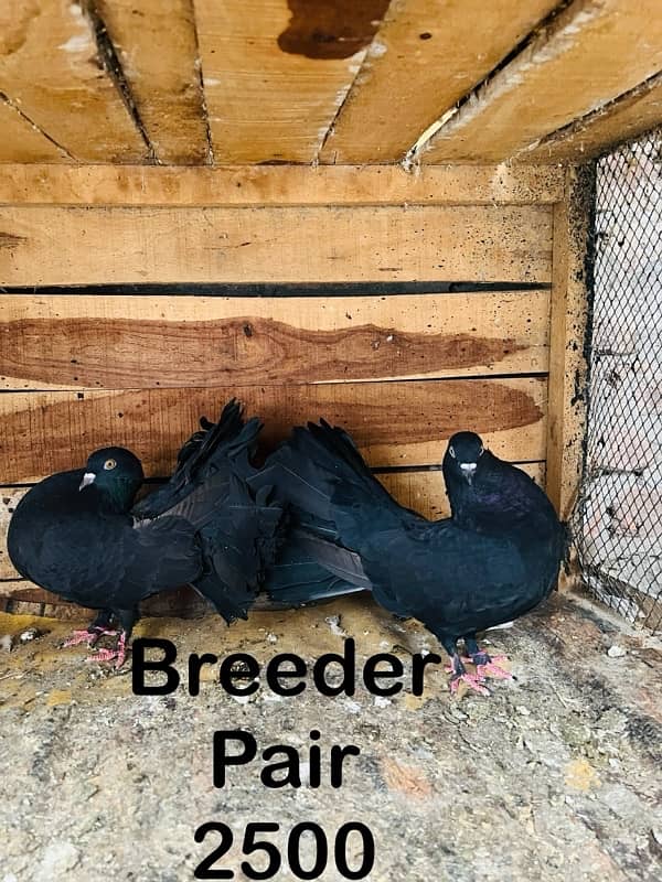 Sentient Breeder Pair , White Laky Breeder Pair , Black Laky, Pigeon 2