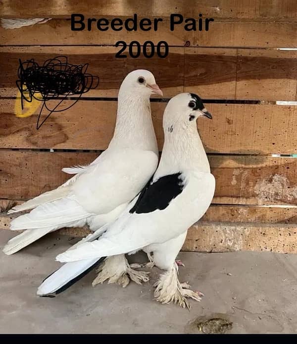 Sentient Breeder Pair , White Laky Breeder Pair , Black Laky, Pigeon 3