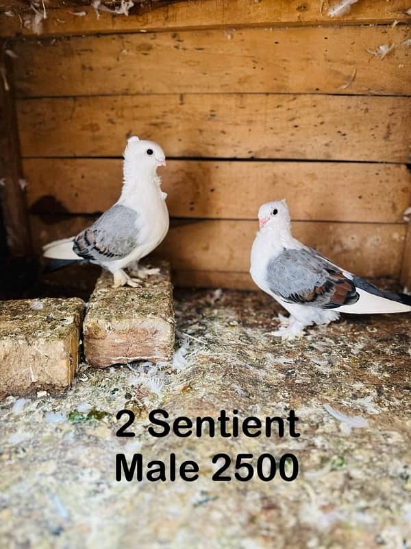 Sentient Breeder Pair , White Laky Breeder Pair , Black Laky, Pigeon 4