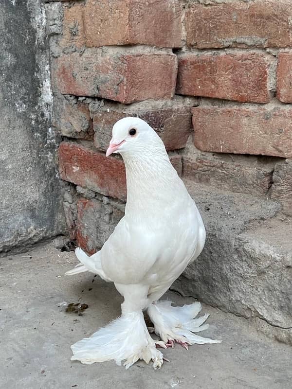 Sentient Breeder Pair , White Laky Breeder Pair , Black Laky, Pigeon 5