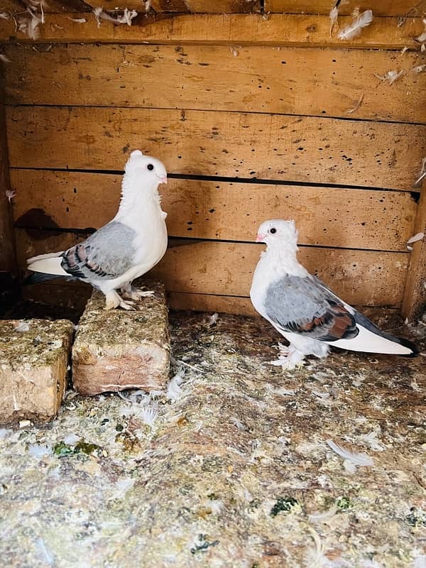 Sentient Breeder Pair , White Laky Breeder Pair , Black Laky, Pigeon 6