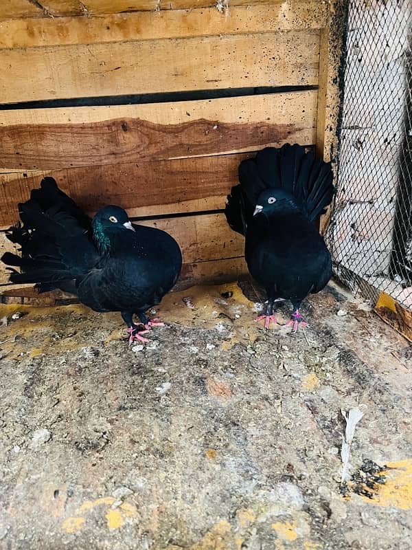 Sentient Breeder Pair , White Laky Breeder Pair , Black Laky, Pigeon 7