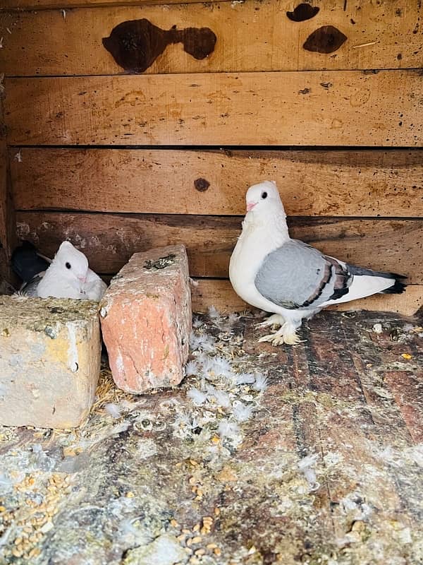 Sentient Breeder Pair , White Laky Breeder Pair , Black Laky, Pigeon 8