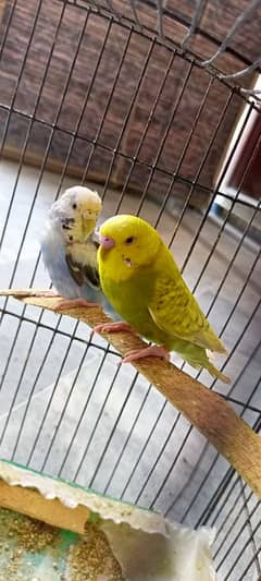 Australian budgies parrots birds for sale --- Bajri tootay.