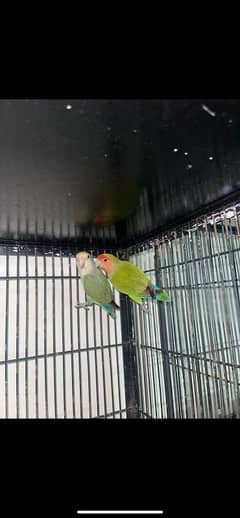 love bird