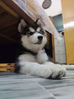 Siberian Husky