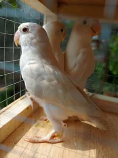 Blue Terqouies Rosicoli male and Albino red eye love birds