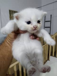 Balu white baby kittens for sale