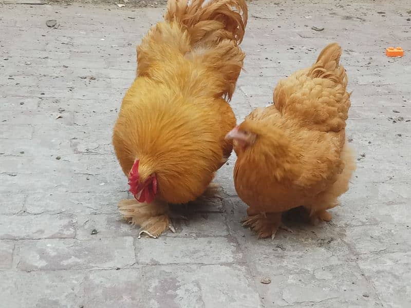 GOLDEN HAVEY BUFF TRIO 3 FOR SALE . 1 MALE 2 FEMALE 1