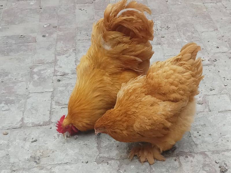 GOLDEN HAVEY BUFF TRIO 3 FOR SALE . 1 MALE 2 FEMALE 2