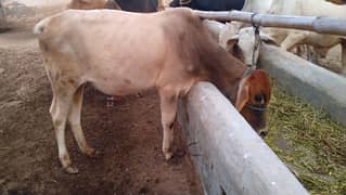 Sahiwal Vache