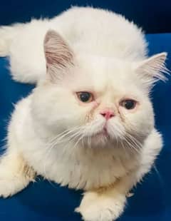 X Punch Face Persian Male Cat for Sale