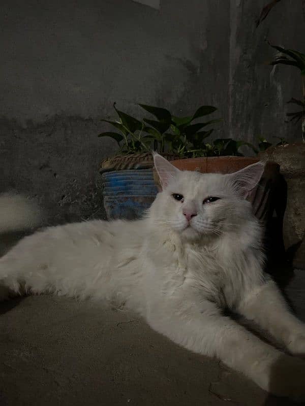 persian cat 0