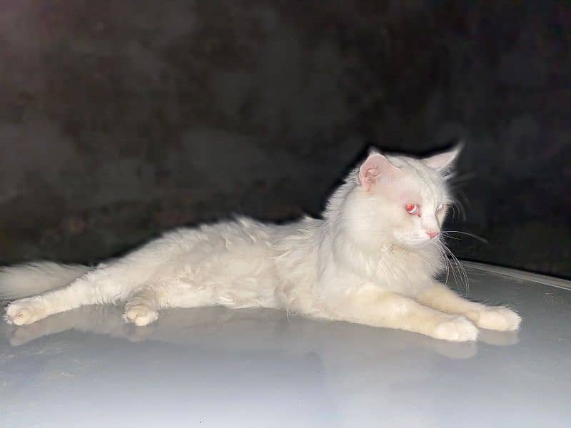 persian cat 3