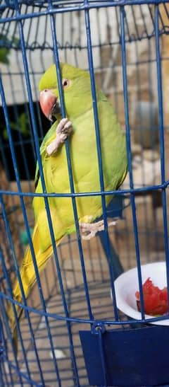 green parot female