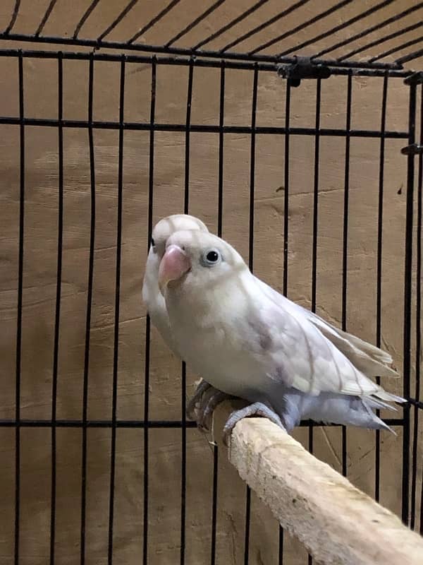 Large size cage along with 11 breeding Love birds 1