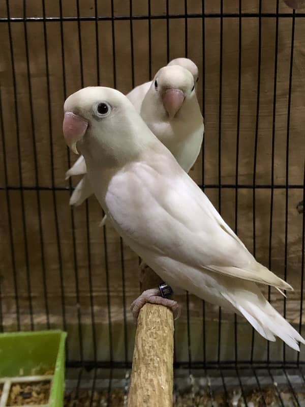 Large size cage along with 11 breeding Love birds 3