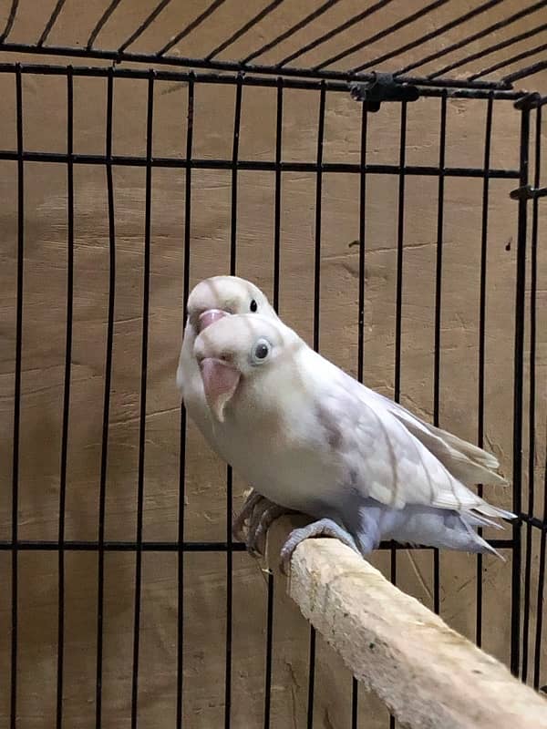 Large size cage along with 11 breeding Love birds 4