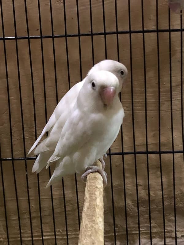 Large size cage along with 11 breeding Love birds 5