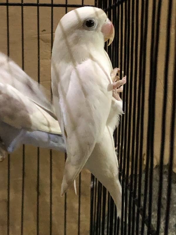 Large size cage along with 11 breeding Love birds 6