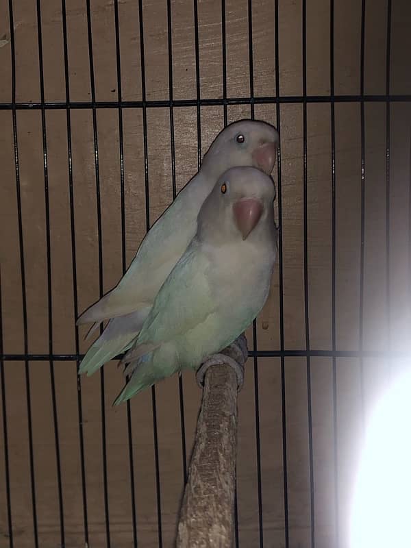 Large size cage along with 11 breeding Love birds 7