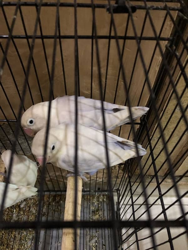 Large size cage along with 11 breeding Love birds 8