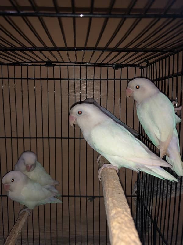 Large size cage along with 11 breeding Love birds 9