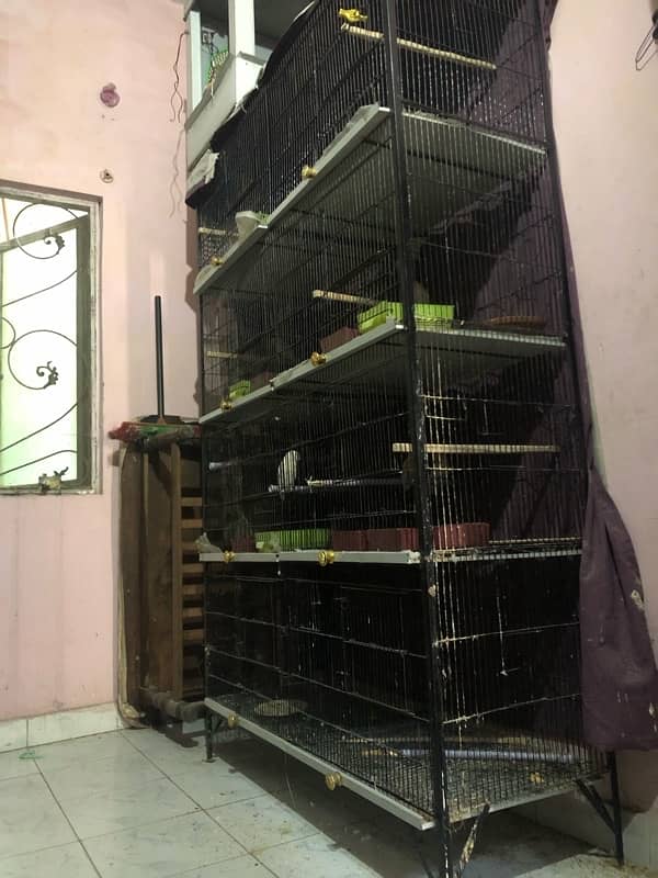 Large size cage along with 11 breeding Love birds 10