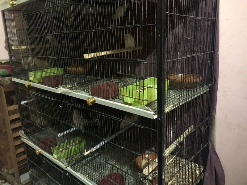 Large size cage along with 11 breeding Love birds 11