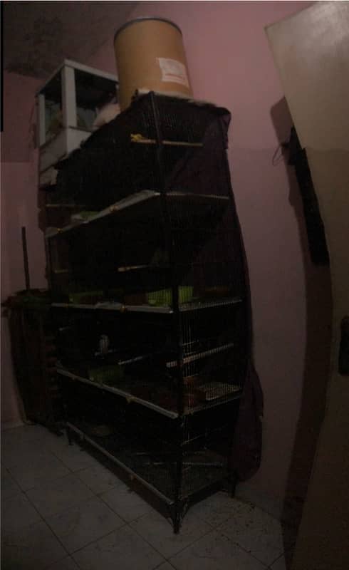 Large size cage along with 11 breeding Love birds 12