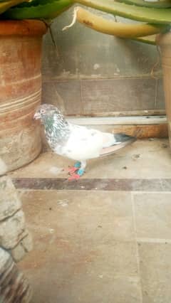 High flyer pigeon kabli kabooter gola kabootar