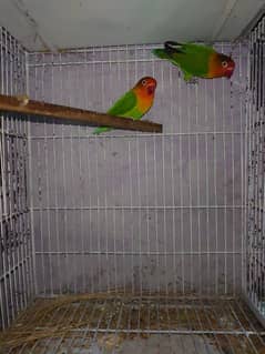 green fisher breeder pair 0