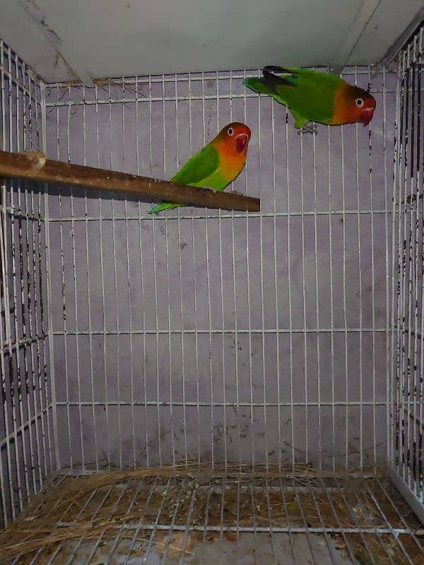 green fisher breeder pair 0