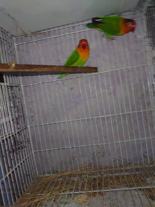 green fisher breeder pair 1