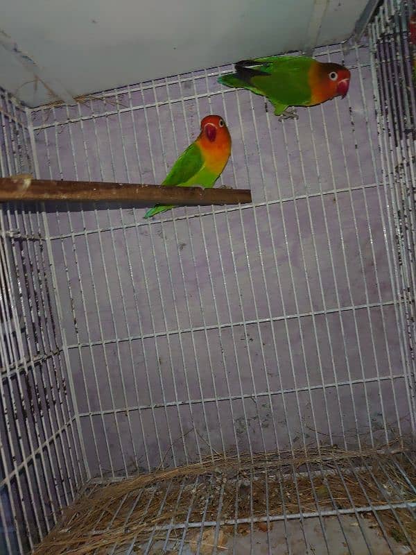 green fisher breeder pair 2